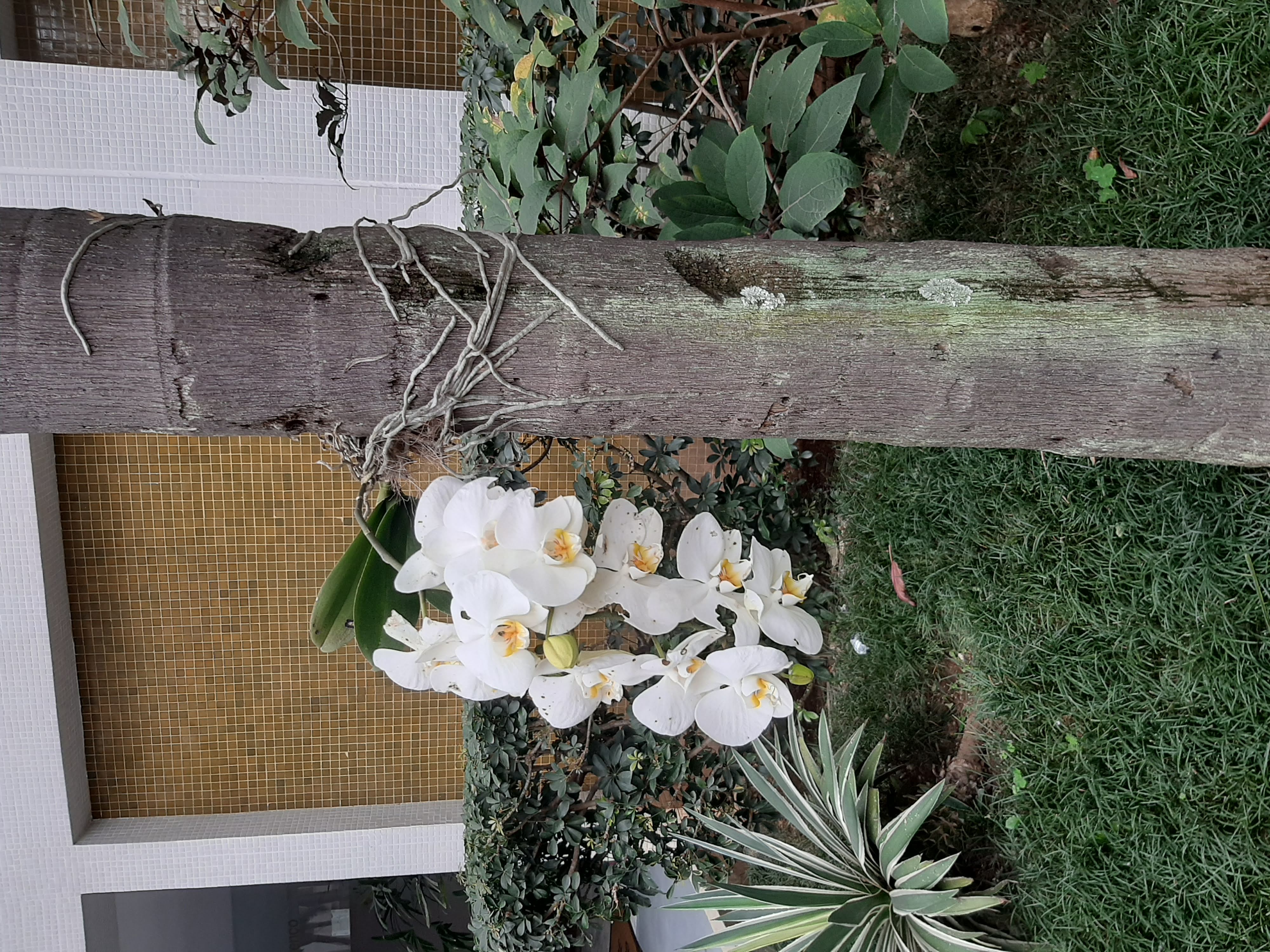 Orchids
