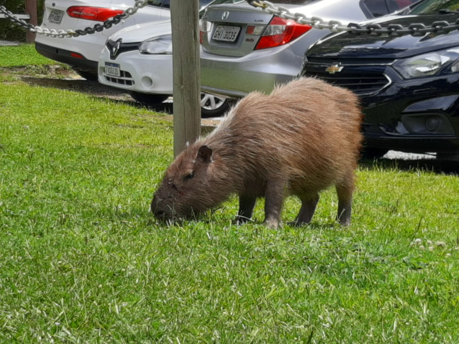 Capybara