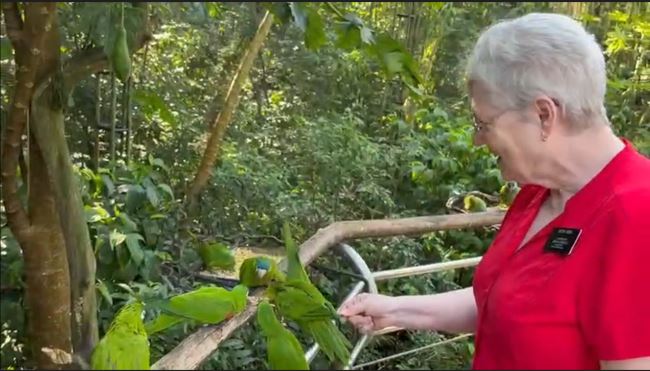 Feeding the Simple Parakeets