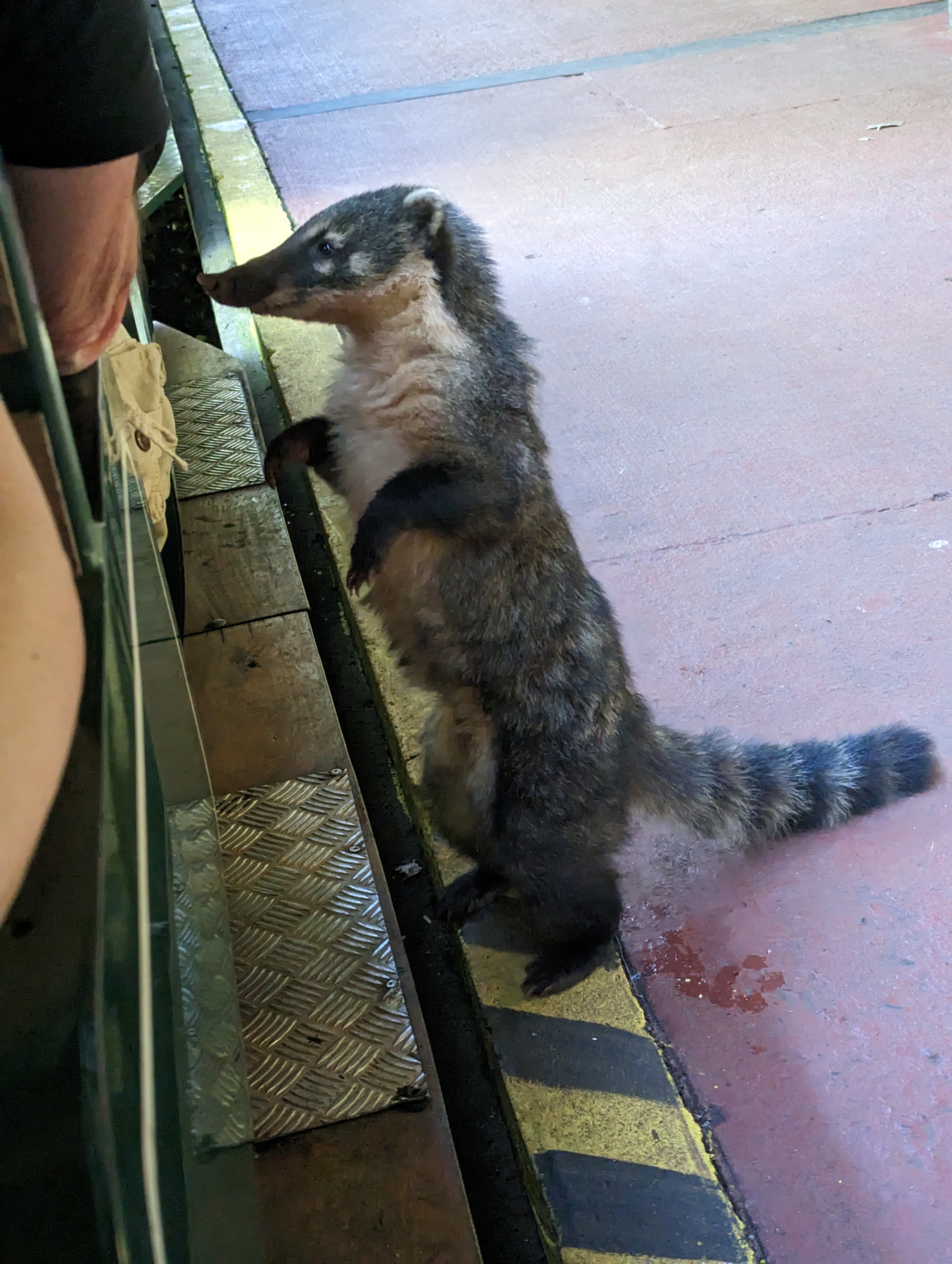 Coati