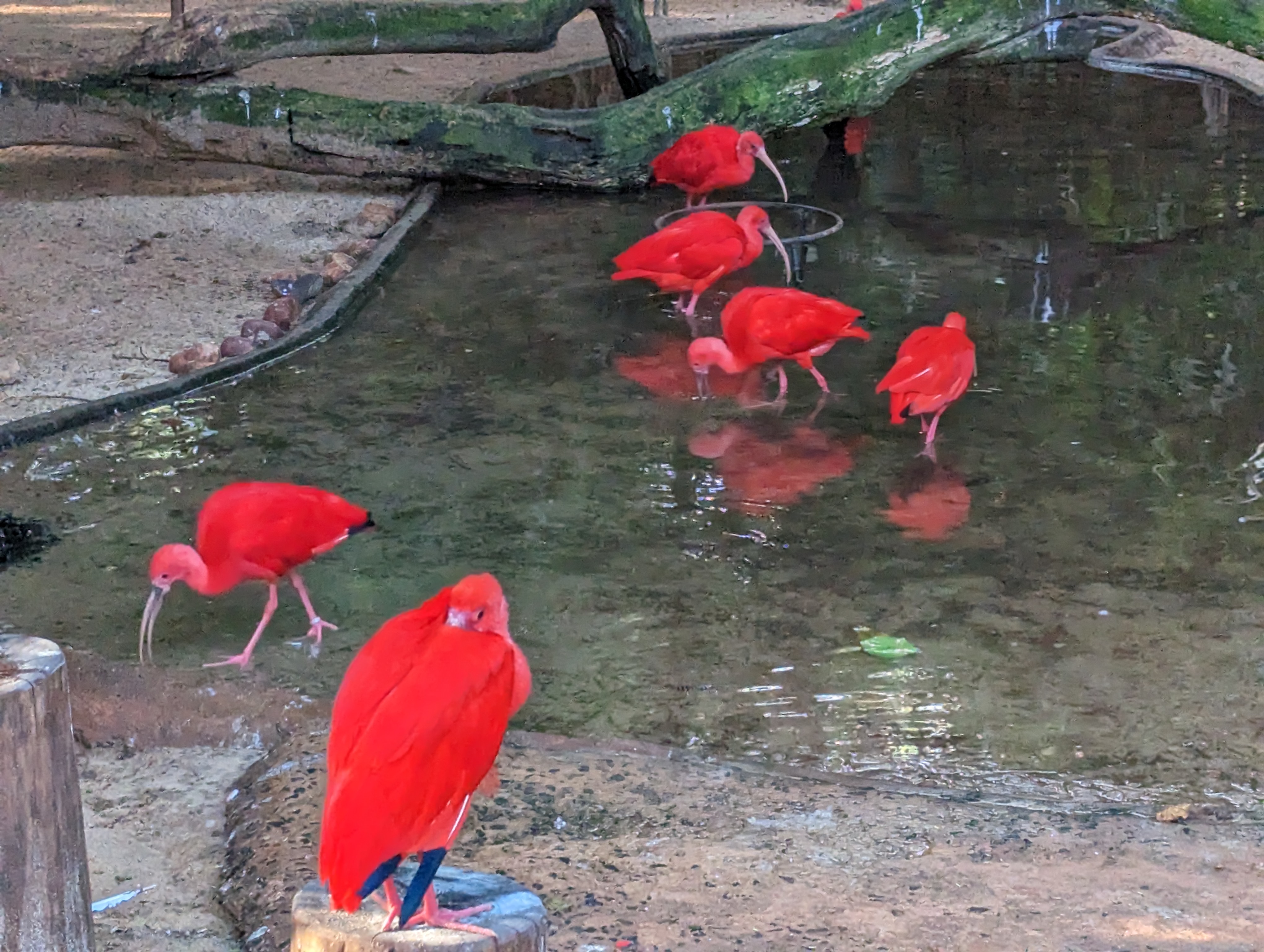 Red flamingos