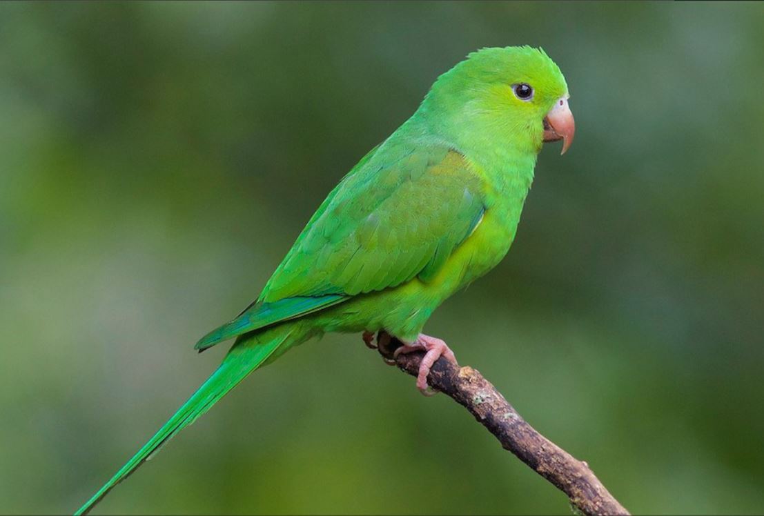 Simple Parakeet