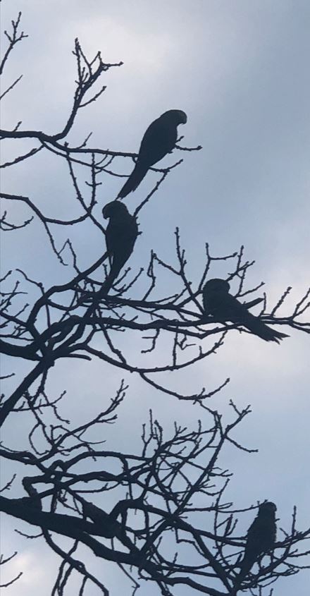 Parakeets in the Trees