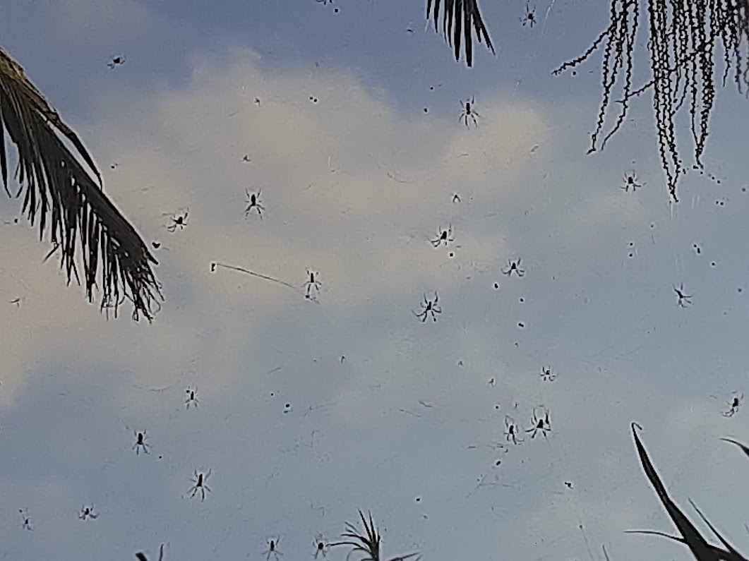 spiders