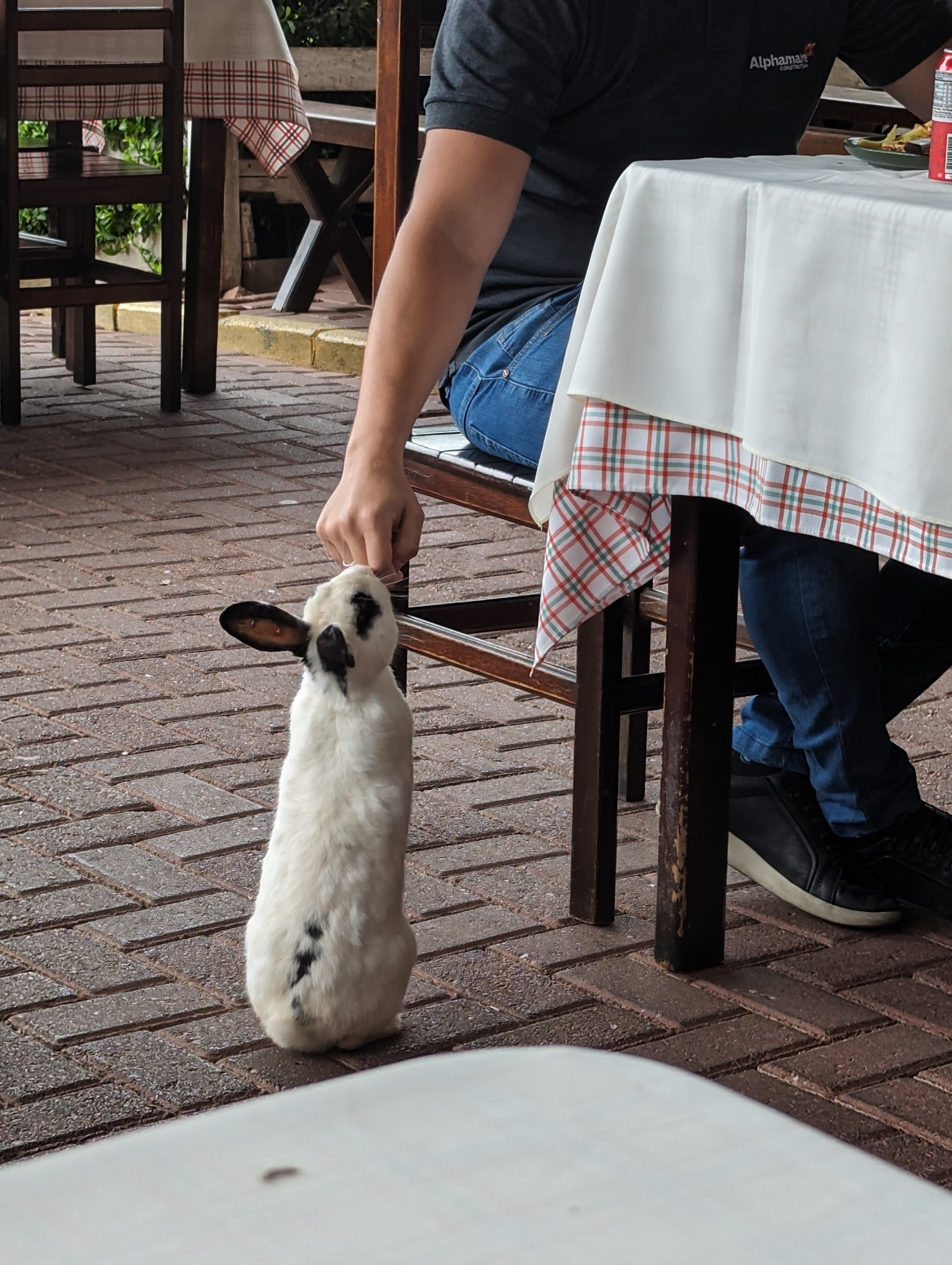 Rabbit